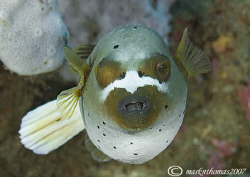 Black-spotted Puffer.
Aba Point, N. Sulawesi.
60mm. by Mark Thomas 